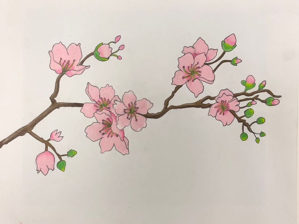 Savannah Einfeldt Cherry Blossom.jpg